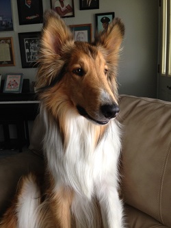 Picture of Ms. Revoir's collie dog named Brady